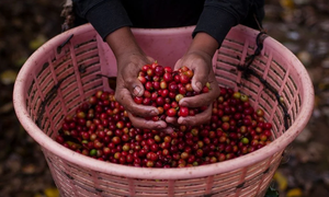 Why We Love Ethiopian Coffee: A Roaster's Perspective