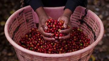 Why We Love Ethiopian Coffee: A Roaster's Perspective